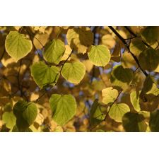 20071113230240 img 5321