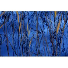 20091017234748 seegras